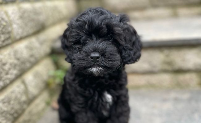 Doggy member Olive, the Cavapoo pup, sitting on the paved steps in the garden