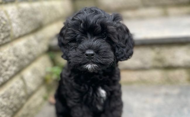 Black cavapoo hot sale