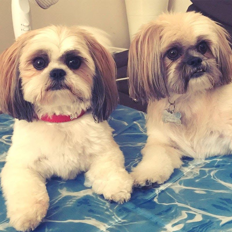 #DoggyMember Daisy and Coco