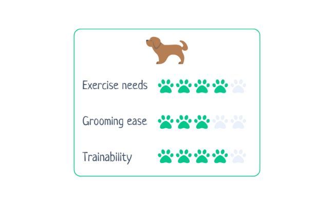 Leonberger  Exercise Needs 4/5 Grooming Ease 3/5 Trainability 4/5