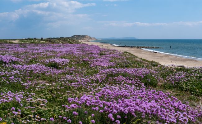 The clifftops covered in gorgeous, purple shrubs at Hengistbury Head