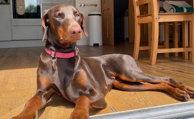 Doggy member Hilda, the Dobermann lying in a sunny spot by the open sliding doors in the kitchen