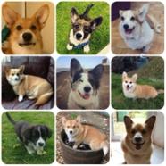 Corgi Guide Exercise Needs Stories Tips BorrowMyDoggy