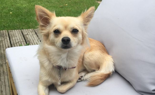 Myla, the Long-Coated Chihuahua