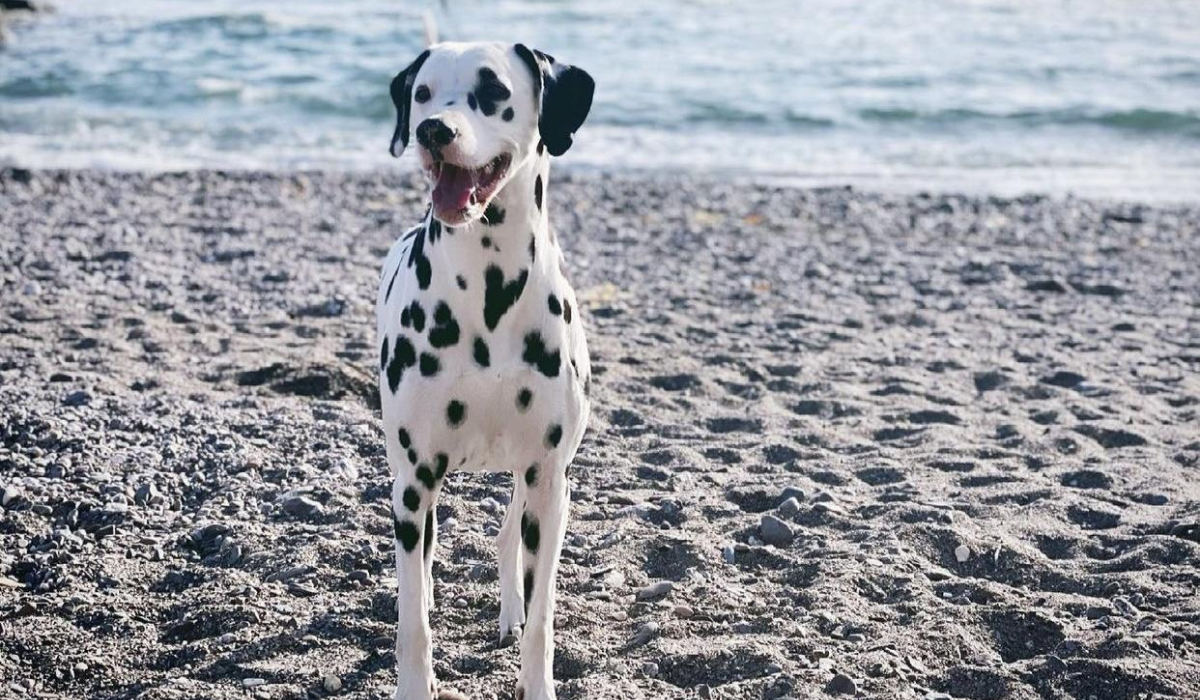 A short-haired, white dog with black spots and black floppy ears, wears a big, wide smile, on a pebbled beach by the shore.