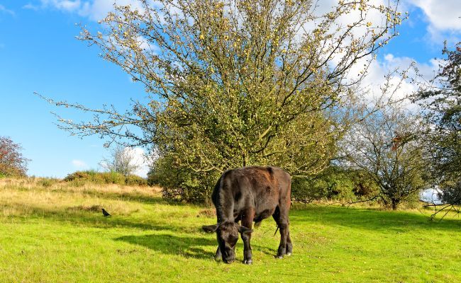 A cow grazing on a sunny day at Sutton Park, Birmingham
