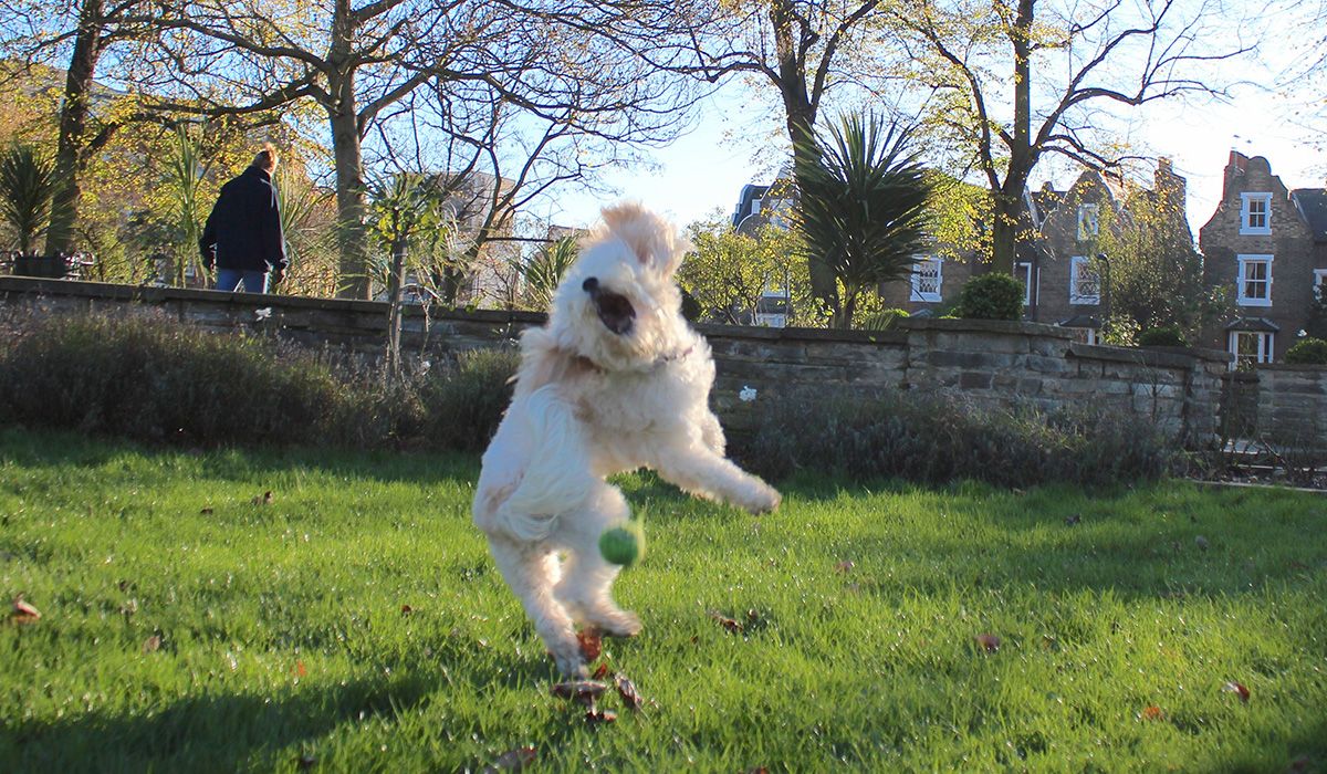 A white fluffy dog jumps and twists trying to catch a ball in the park
