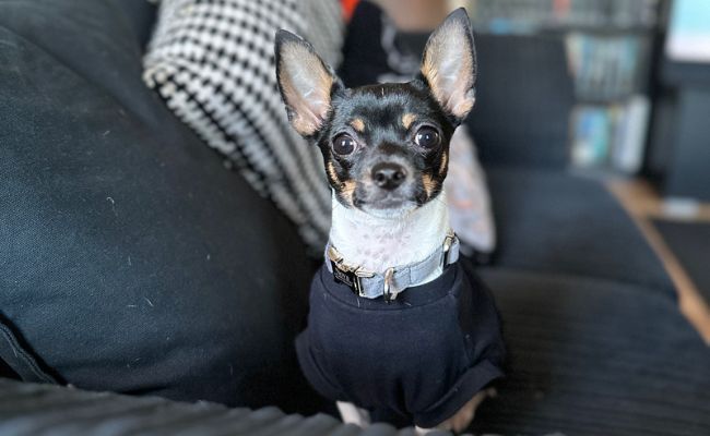 Nova, the Smooth Coated Chihuahua