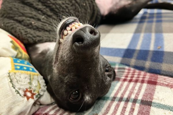 Dotty, the greyhound