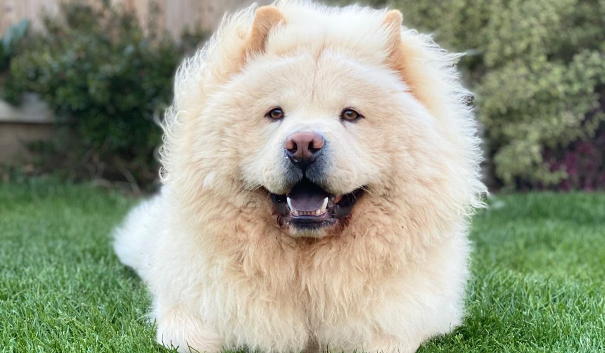 A large, fluffy, cloud-like, white dog with cute little ears, that are almost hidden amongst the fluff, and a gorgeous, big smile, is lying in the garden on the grass.