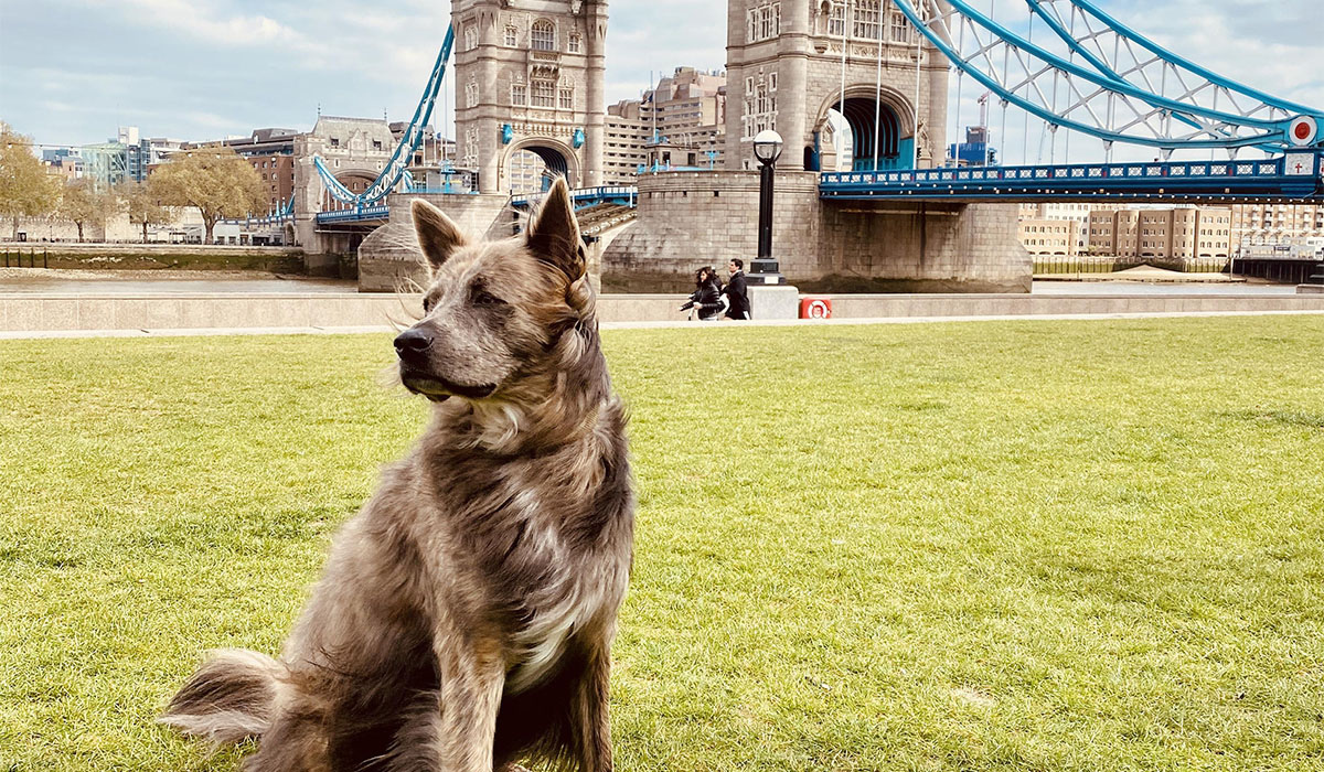 A gorgeous, long-haired dog with alert, triangular ears and a long muzzle is sitting watching the people passing by in front of Tower Bridge.