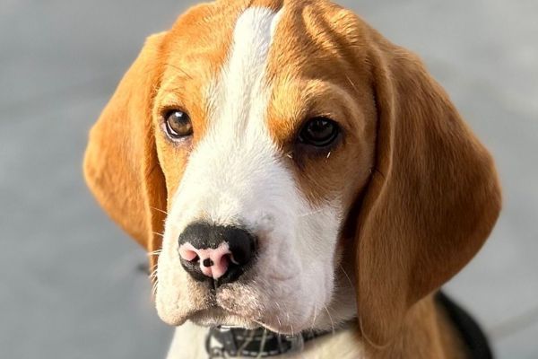 Bailey, the Beagle