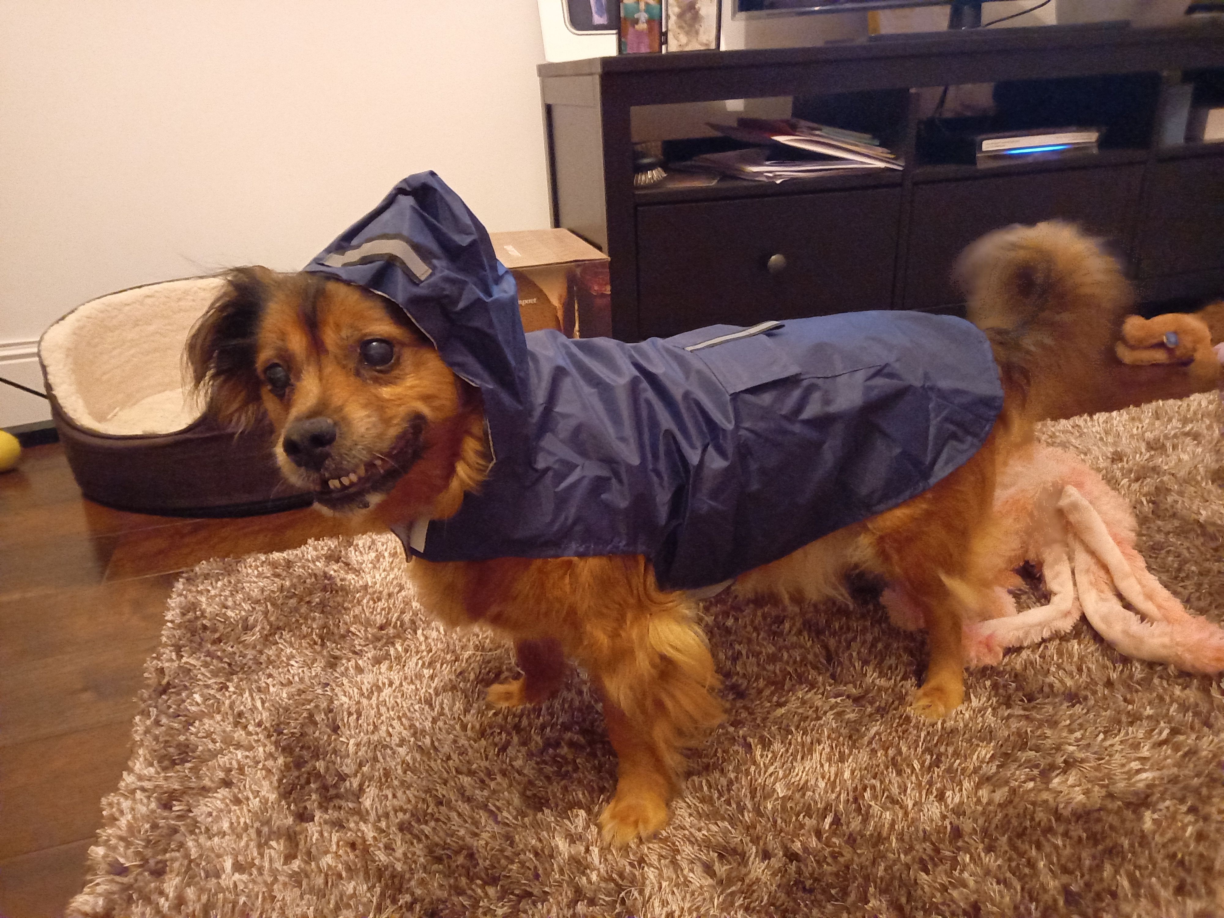 BorrowMyDoggy dog, Chusco, in a cute raincoat