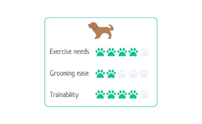 Spanish Water Dog  Exercise Needs 4/5 Grooming Ease 2/5 Trainability 4/5
