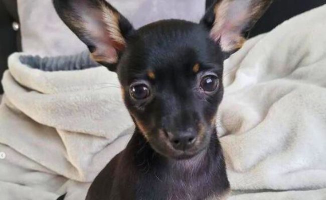 Lilith the Russian Toy Terrier