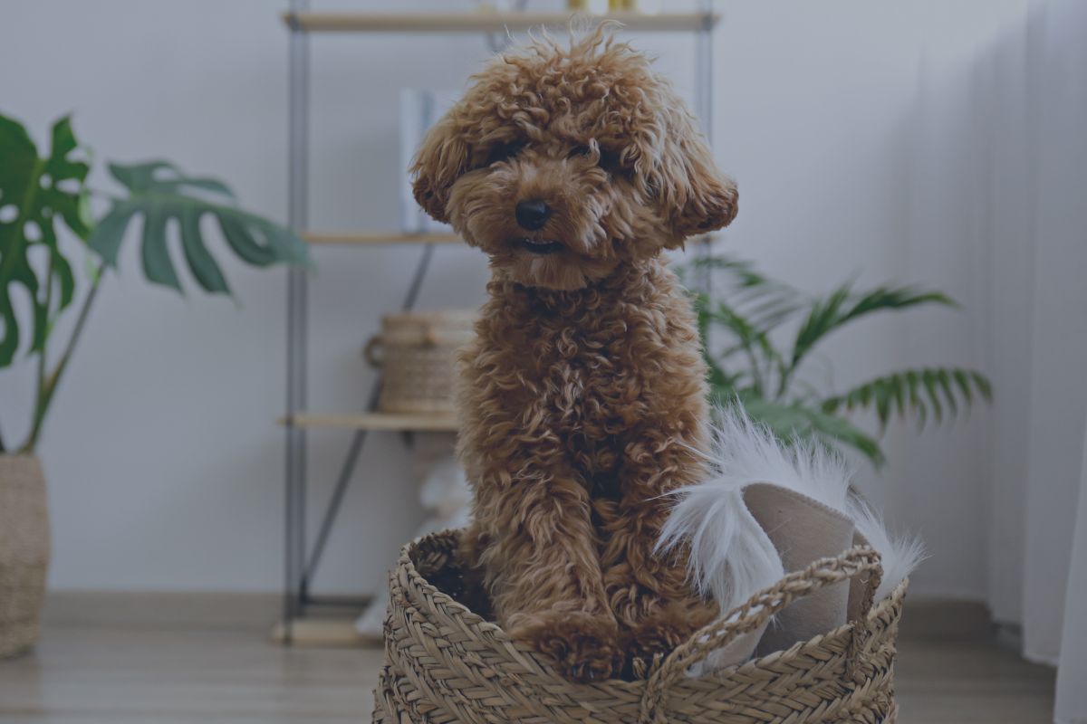 Looking for a dog sitter in Bath?
