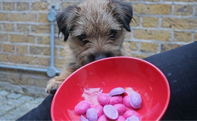 A cute little terrier and a bowl of dog friendly Easter egg treats