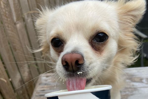 Lulu, the Long-Coated Chihuahua