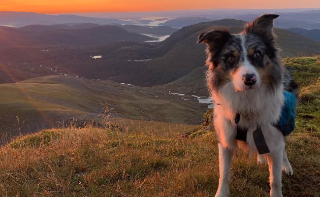 Doggy member Loki, the Border Collie on top of a hill at sunset