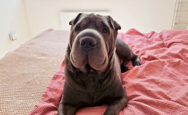 Doggy member Moose, the Shar Pei lying on their humans bed 
