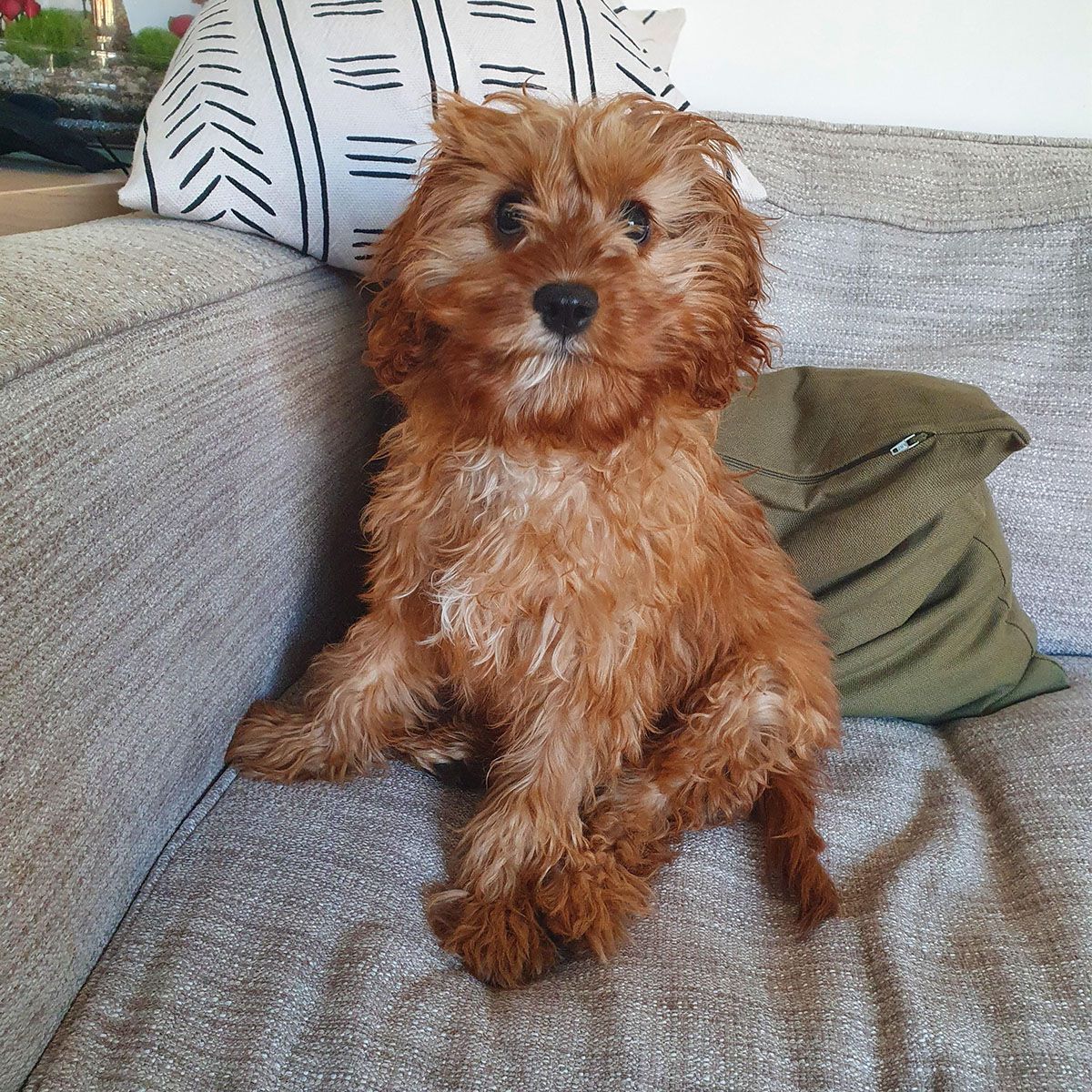 Cute red fluffy Cockapoo sitting on the sofa