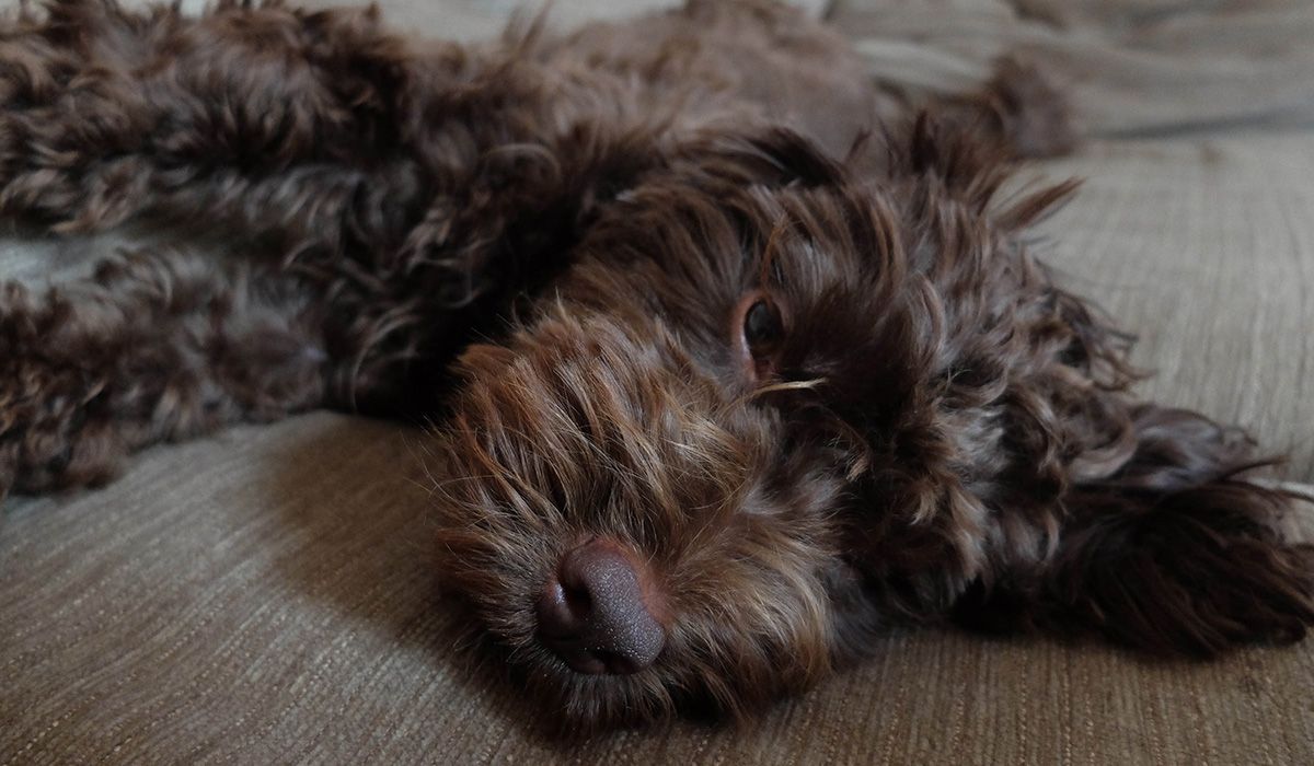 a close-up of a fluffy dog lying down on a sofa