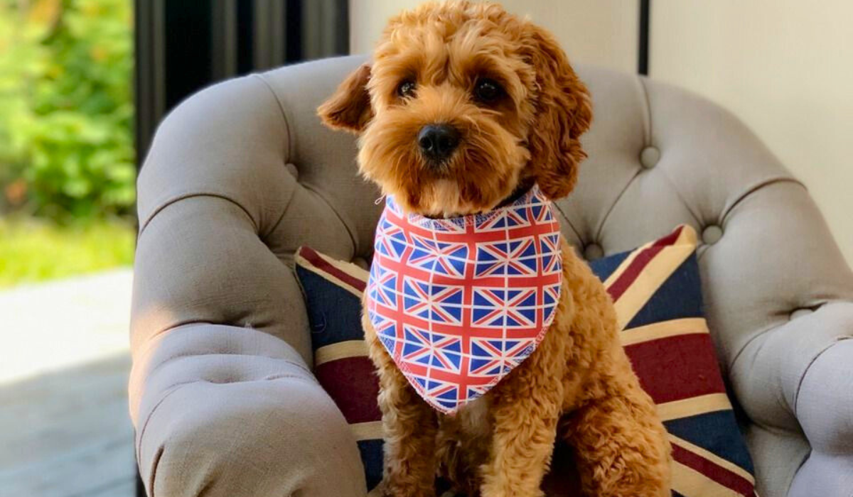 Doggy member, Herbie the Cavapoo wearing a Union Jack bandana sitting on a chair with a Union Jack cushion in London