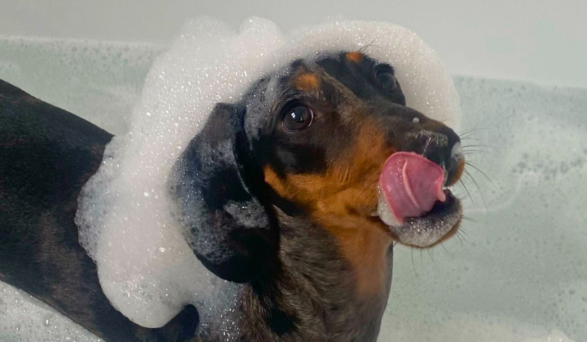 Doggy member Otto, the Miniature Dachshund, enjoying a bubble bath!
