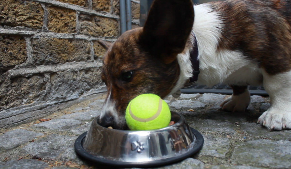 A small, brown and white dog is eating food from their bowl. There is a tennis ball in the bowl of food encouraging the pooch to eat more slowly.