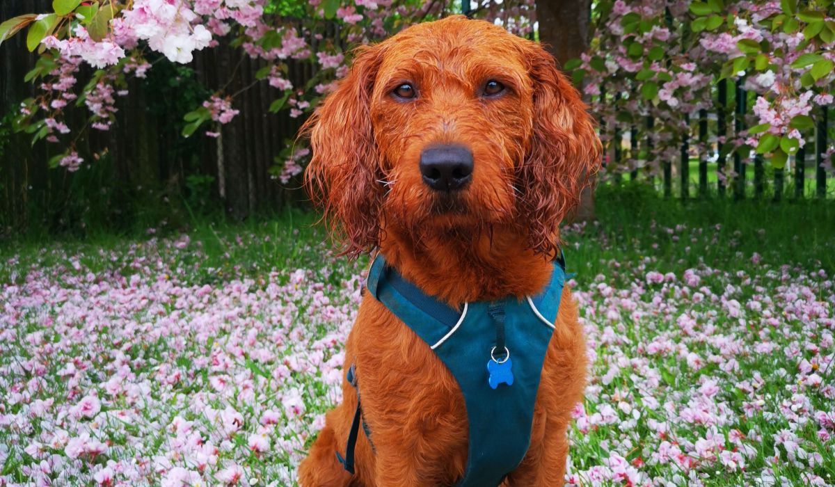 A gorgeous red Labradoodle sitting pretty amongst the fallen blossom petals