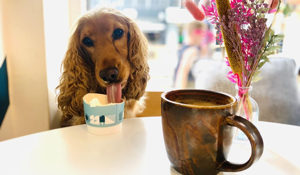 Lucy the Cocker Spaniel enjoying a puppuccino at her local coffee shop