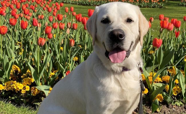 Doggy member Naseby, the Labrador Retriever sitting in front of a garden of red tulips