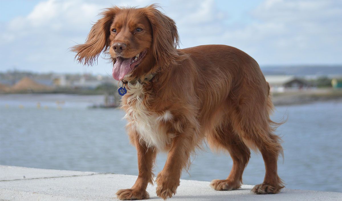 A happy Cocker Spaniel with her tongue out, standing readily by a river