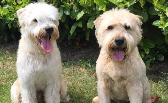 Gus and Bear, the Wheaten Terriers