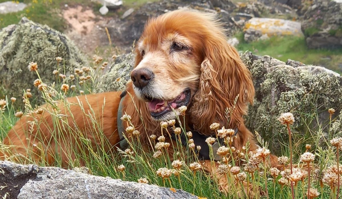 A beautiful brown older dog taking a rest during a lovely walk