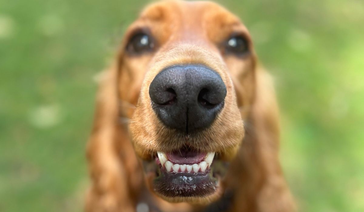 a happy dog showing off its pearly whites to the camera