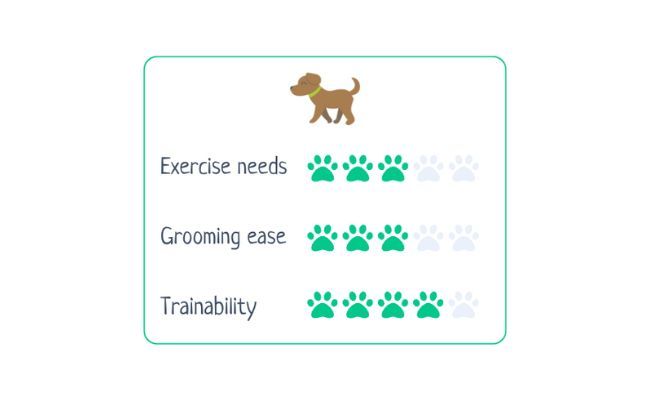 Cairn Terrier  Exercise Needs 3/5 Grooming Ease 3/5 Trainability 4/5