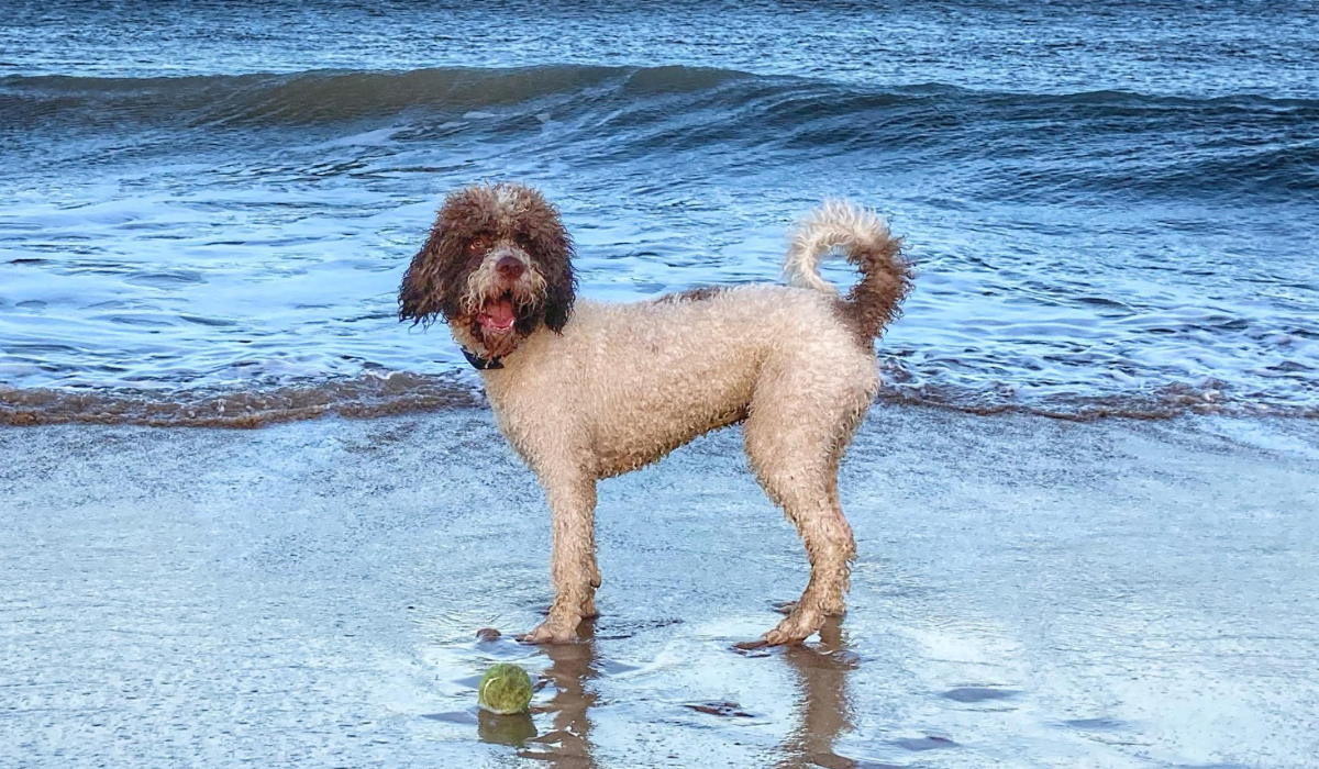 A curly haired, white dog with grey patches on the ears, face and tail stands where the sea meets the shore, a tennis ball at his feet.