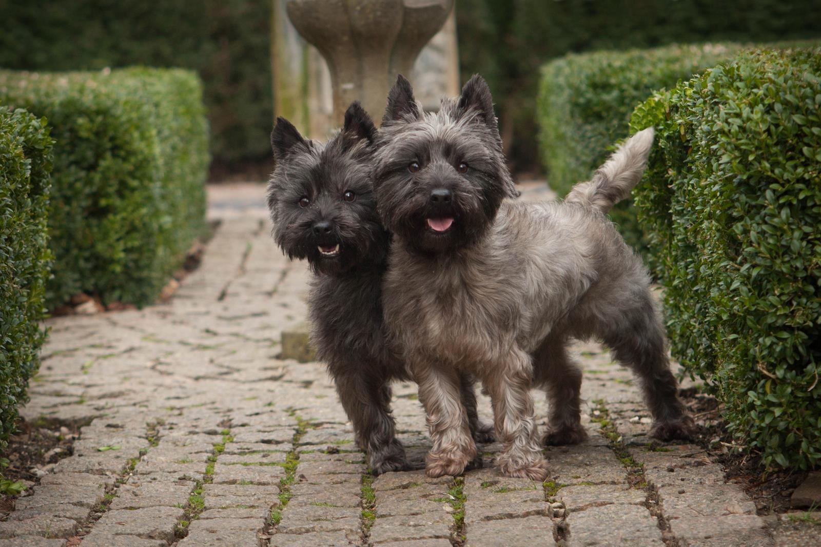 Two small, mischievous looking dogs with slightly scruffy coats and pointy ears are in a formal garden
