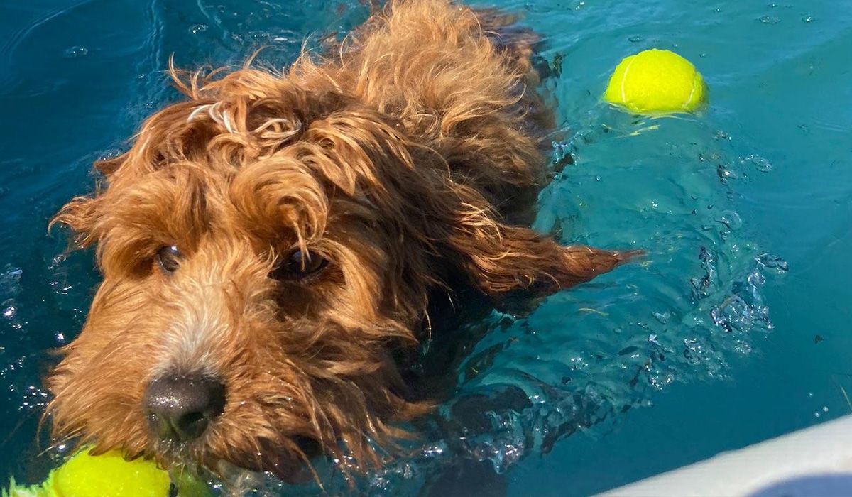 A ginger dog fetches a tennis ball in a doggy pool