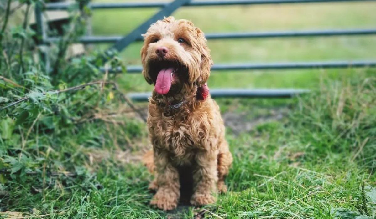 Best dog walks in Devon