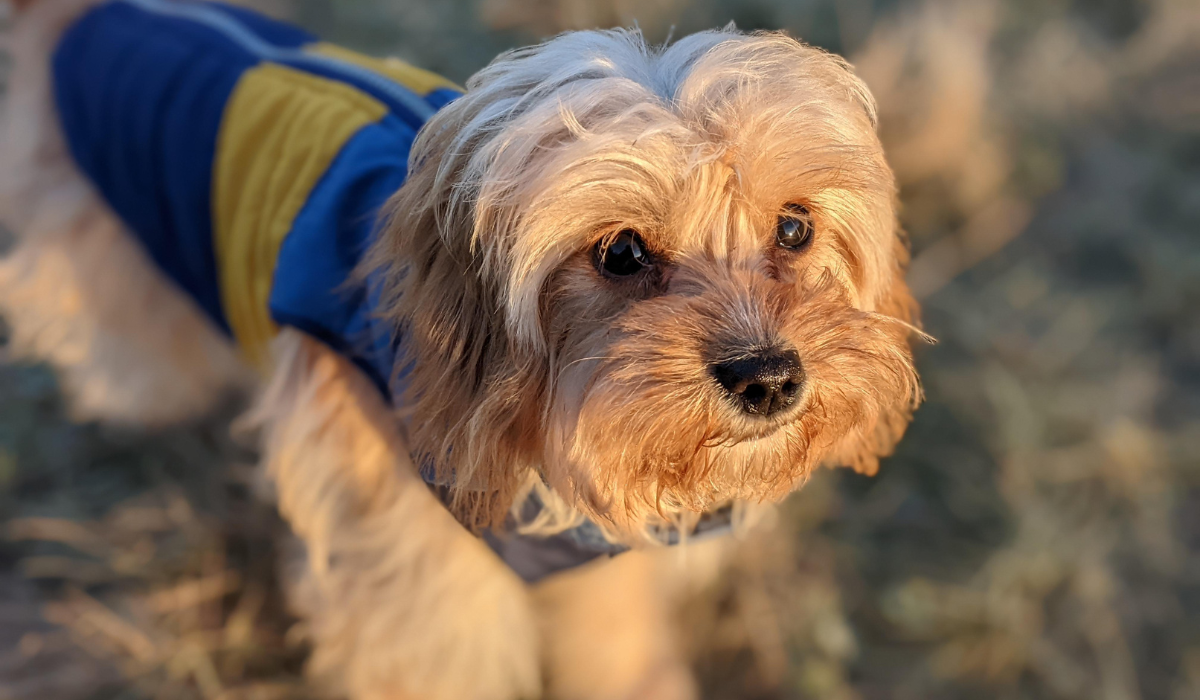 A small, golden dog with floppy ears wearing a blue coat is enjoying a sunset walk.