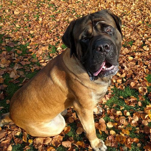 Otto is a heavy-set dog with a wide face and floppy ears. He has a short, tan coat but darker face.