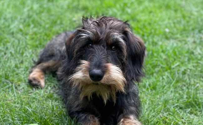 Duncan, the Wire Haired Dachshund