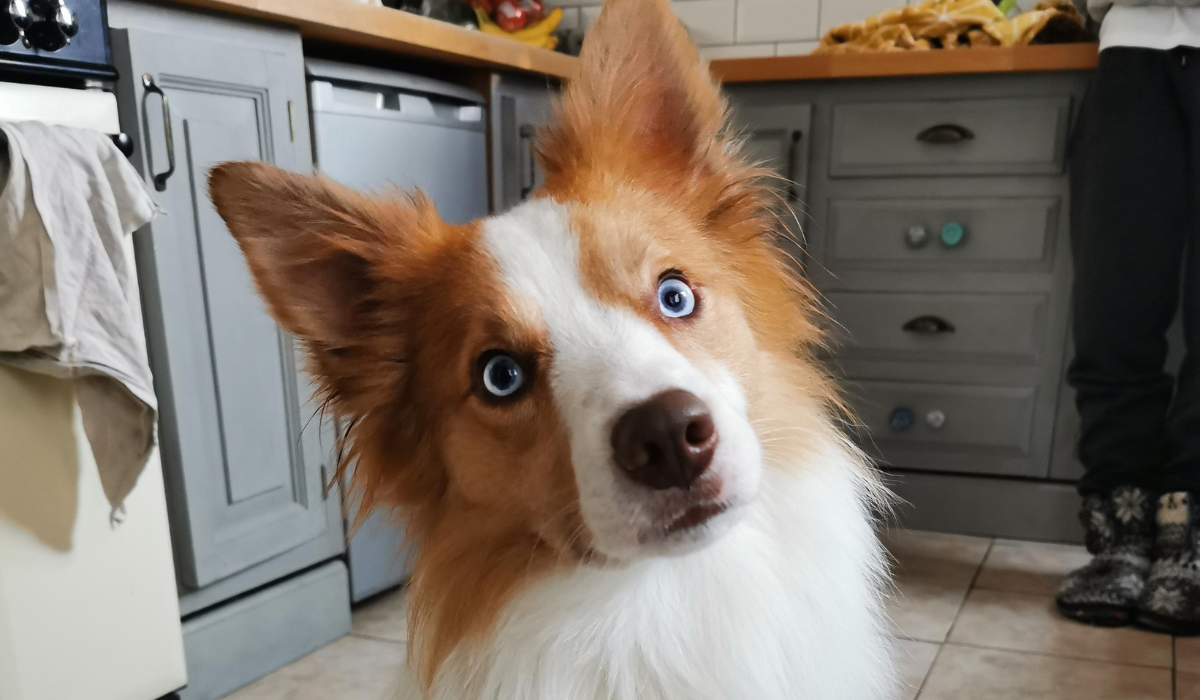 A beautiful Welsh Collie, with light blue eyes, sits in the kitchen of a dog friendly home.