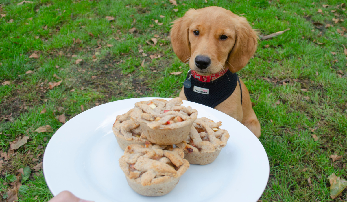 A cute, golden pup staring intently at the plate of Apple Pies held out in front of them.