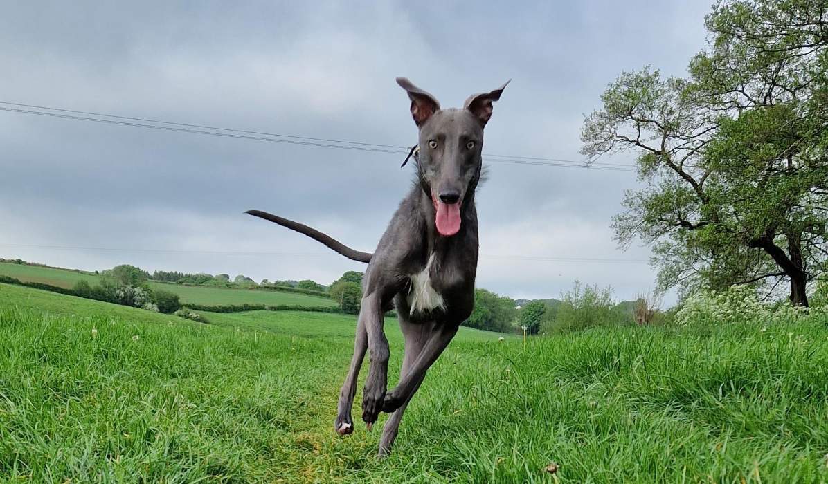 Doggy member Bean, the lurcher, running excitedly towards the camera in the rolling countryside