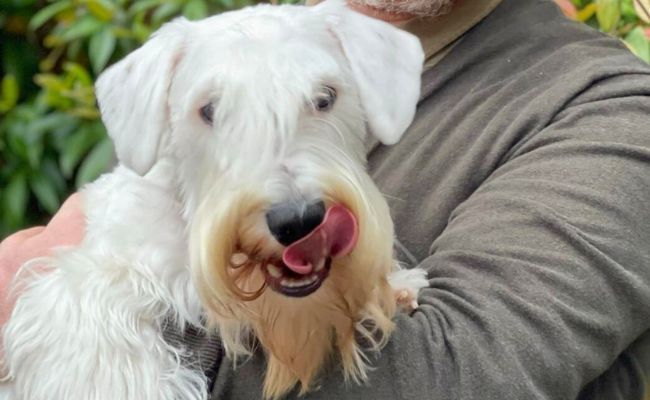 Colin, the Sealyham Terrier