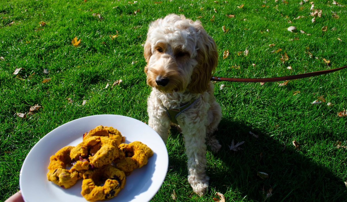 A gorgeous, fluffy pooch has their eyes on the plate of Pumpkin Doughnuts just out of reaching distance!