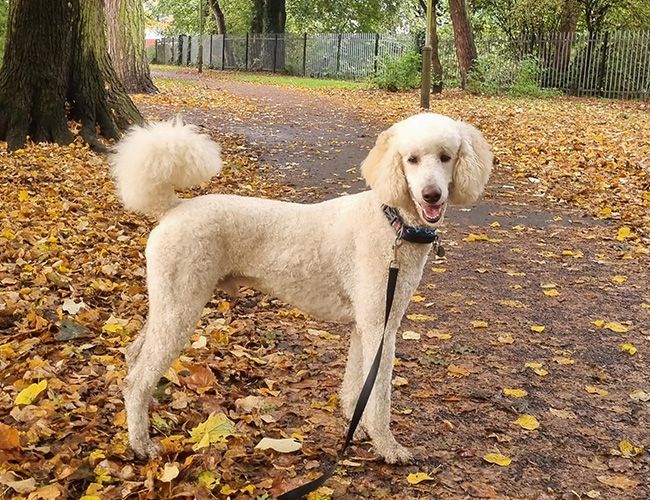 A tall, slim dog with curly cream hair that has been trimmed neatly is standing in a park on an autumnal day